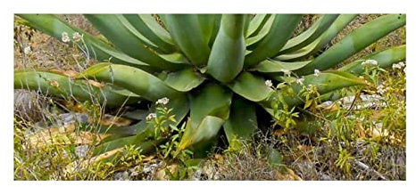 Stk - 10x Agave sp. Tunja Agaven Garten Pflanzen - Samen ID736 - Seeds & Plants Shop by Ipsa
