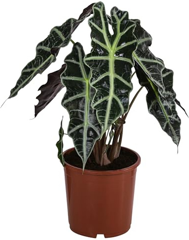 Dehner Pfeilblatt Polly, markante Äderung, ca. 40-50 cm, Ø Topf 17 cm | Alocasia amazonica, tropische Zimmerpflanze, für helle bis halbschattige und luftfeuchte Standorte