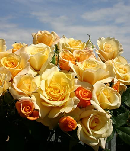 'Sunny Sky'- Yellow Blooms with A Lovely Sweet Fragrance - Potted Rose