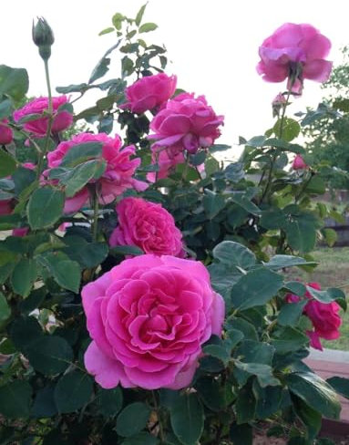 Potted 2 Litre Hybrid Tea Rose Pink Peace Perennial Plant