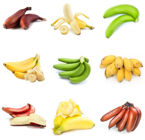 bananenbaum bananensamen topfpflanzen draußen winterhart blühend bananen winterharte balkon obstsamen hochbeet bonsaibaum seltene säulenobstbäume schnell wachsende sträucher 125samen