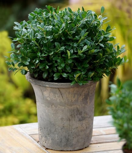 BALDUR Garten 5x immergrün Luxus® Globe der Buchs-Ersatz, je im 9x9 cm-Topf | dunkelgrüne Stechpalme, bekommt keine giftigen Beeren, winterharte Pflanze, für Standort im Schatten geeignet, Ilex crenata