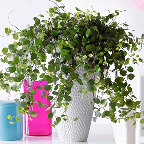 Carbeth Plants - Maidenhair Vine Plant (Muehlenbeckia complexa) – Trailing Evergreen Air Purifying Indoor Houseplant - (Regular Packaging)