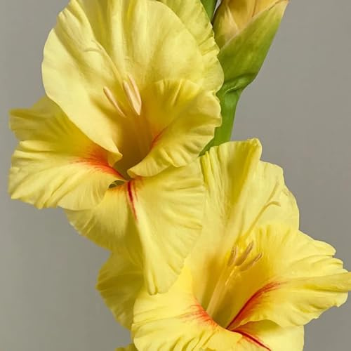 12bulbi di gladioli rare, balcone di gladiolo cipolle fresche, decorativi di aconiti invernali perenni resistenti da balcone