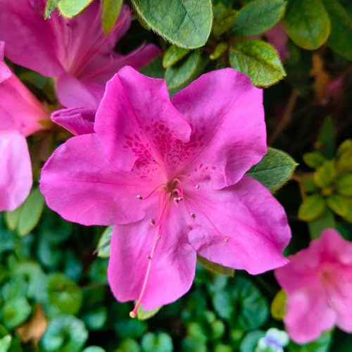 rhododendronsamen - mehrjährige azalee winterhart hochbeet balkon, garten stauden 30pcs
