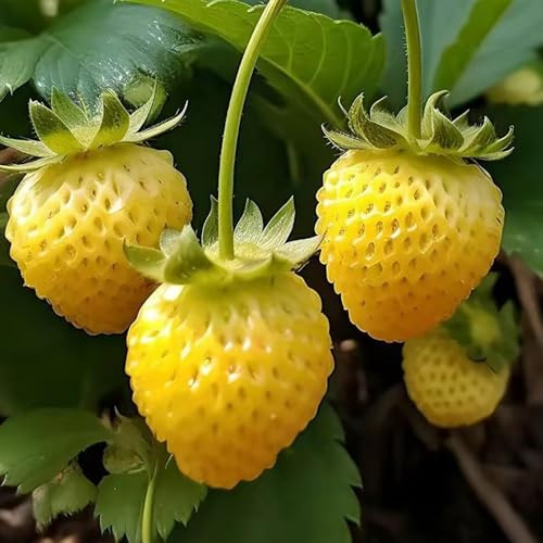 erdbeersamen - erdbeer topfpflanzen draußen winterhart pflanztöpfe bio obstpflanzen pflanzensamen säulenobstbäume winterharte stauden mehrjährig exotische zimmerpflanzen obstbäume 200samen