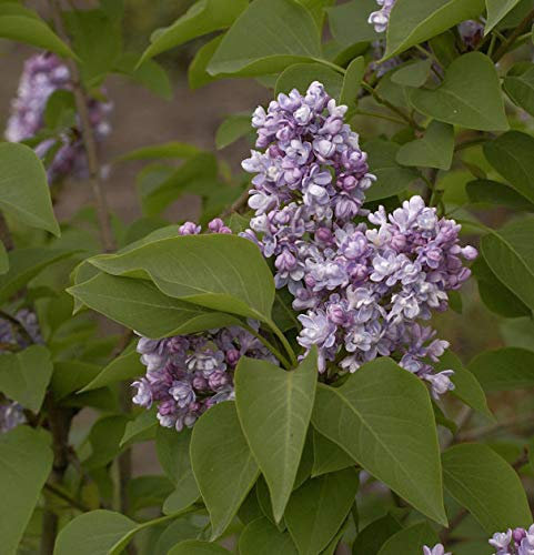 Edelflieder Katharine Havemeyer 30-40cm - Syringa vulgaris - lebende Gartenpflanze aus den Baumschulen