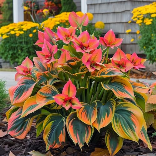 Hosta bulbi,Hosta pianta vera,Piante erbacee perenni,Facile da curare,Decorazione del giardino, bulbi belli e sani,Sfuso(non fiori artificiali)-8 Bulbi-B