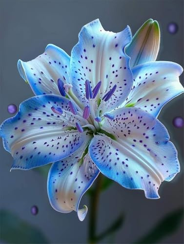 Bulbi di Giglio, Naturali, Compatti,Freschi, Robusti, Intatti-5 Bulbi-B