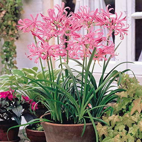 Nerine Bulbs Hardy Pink Bowdenii Garden Plant Hardy Flowering Bulb Flowering Garden Easy to Grow Your Own Outdoor Garden Flower Plants 20x Bulbs by Thompson and Morgan