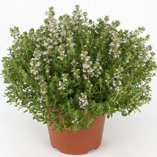 Timo Thymus faustini pianta aromatica in vaso ø14 cm Vivaio di Castelletto