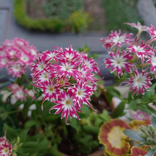 phlox mehrjährig, bodendecker winterhart, für balkon, wild hochbeet, für garten 400samen