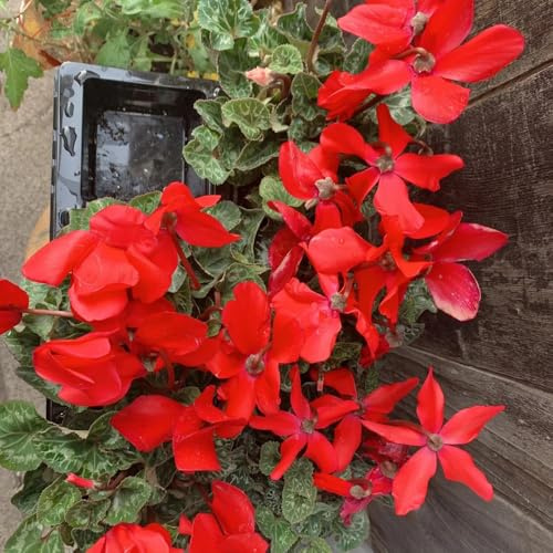 Semi di ciclamino, semi di selvatici autunnali resistenti decorazione floreale rare esotiche 300pcs