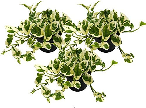 Efeutute, Scindapsus, (Epipremnum aureum) Sorte: N'Joy, weiss buntes Blattwerk, rankend, Ampelpflanze, luftreinigend (3 Pflanzen je im 12cm Topf)