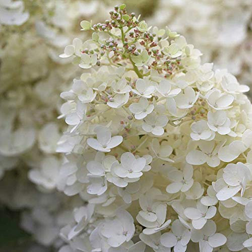 Hydrangea paniculata Grandiflora Hardy Weatherproof deciduous Shrub 2X 9cm Potted Plant by Thompson and Morgan (2)