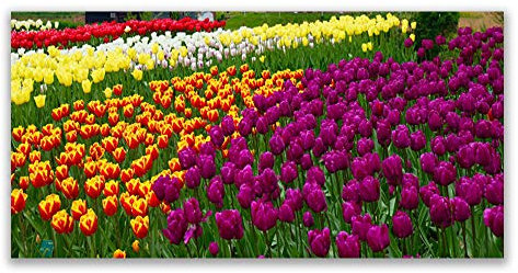 Tulup Acrylic Glass Print 120x60cm Wall Art - Wall Picture Plastic Acrylic Glass - Tulips Floral