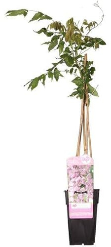 Rosa Blauregen – Wisteria floribunda ‘Rosea’ – Ø15cm – ca. 65cm hoch – Exklusive & winterharte Kletterpflanze mit langen rosa Blütentrauben – Für Pergola, Zaun & Fassade