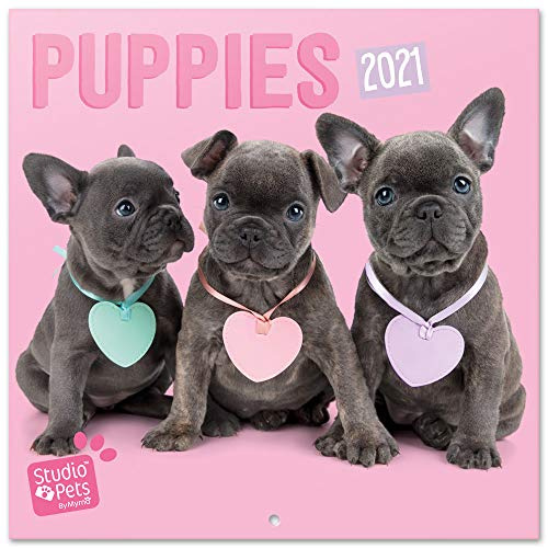 Erik Wandkalender Studio Pets Welpen - Kalender 2021 für 16 Monate