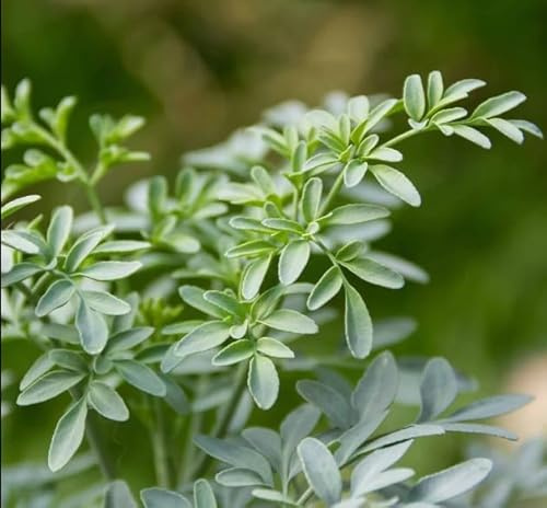 Planta Mágica Ruta Graveolens, Ruda o Rue con Poderes Místicos