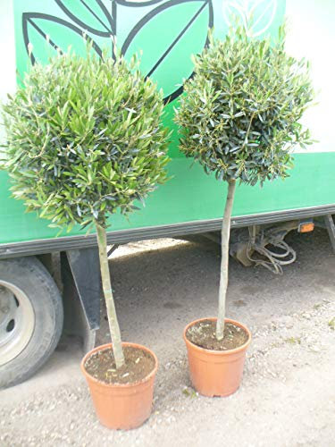 Echter Olivenbaum Styl deco, Olea europea, 150 cm 70/80 Stamm gerade