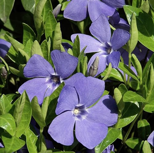 6 x Petite Pervenche Bleu - Vinca minor Godet 9x9cm: Un Solide Couvre-Sol aux Fleurs Magnifiques