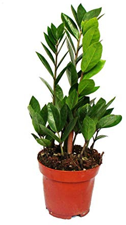 Exotenherz exotenherz Zamio Palme Zamioculcas zamiifolia 1 planta fácil de limpiar aire purificadora 12 cm maceta