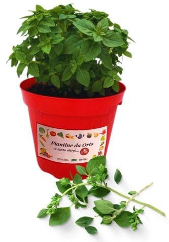 P. Piantine da Orto | Origano, Pianta in Vaso Diametro 14 cm, Pianta Pronta per il Trapianto, Pianta Vera da Esterno, Piantina Aromatica per Balcone o Terrazzo, Vivaio Italiano