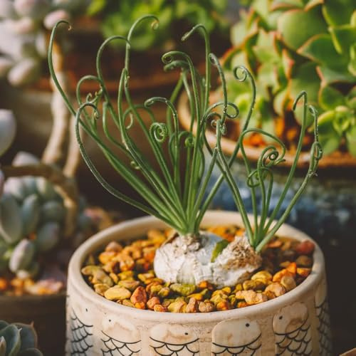 Semi di Albuca namaquensis, da balcone sempreverdi resistenti semi di vecchie varietà d'appartamento decorazione del soggiorno decorative da interno 100pcs