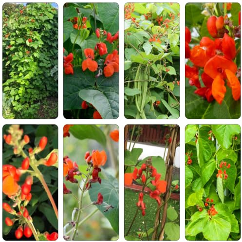 Semillas de frijol escarlata bonsái de interior jardín resistentes balcón invierno semillas frijol variedades 60pcs
