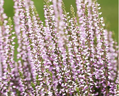 Calluna vulgaris 'Hilda' 11 cm Topf 5er-Set – Winterhart, Immergrün, Pflegeleicht – Besenheide – Beet- & Kübelpflanze für Garten & Balkon