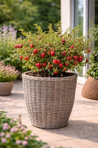 Großfrüchtige Moosbeere Vaccinium macrocarpon ‘Early Black’ ca. 60 cm – Vitaminreiche Cranberry-Pflanze für Garten & Kübel – Herbstgenuss mit dekorativen Beeren