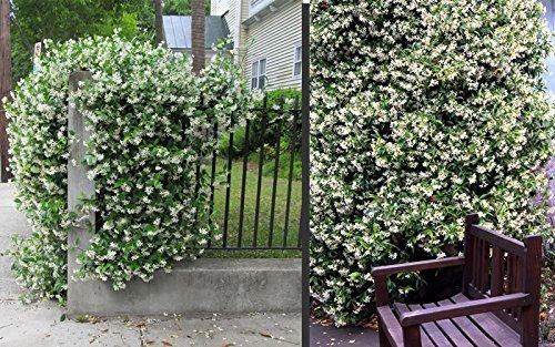 Sternjasmin 150-160 cm – Immergrün, Duftend & Winterhart | Trachelospermum jasminoides – Kletterpflanze für Garten & Balkon