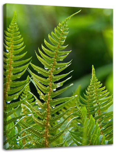 GP TONER Canvas Picture on Stretcher Frame Modern Art Print Home Decorations Canvas Print Botany Fern Leaves 30 x 40 cm Canvas Pictures for your home or office 12x16 in