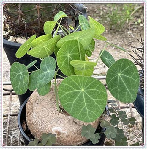 Mehrjährige Blumenzwiebel ist winterhart, Blumenzwiebel Mix, Garden,2025 Winterhart pflanzen,Mysteriöse magische Glühbirne-1 Stephania Erecta Knolle-I