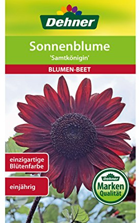 Dehner Blumen-Saatgut, Sonnenblume Samtkönigin, 5er pack (5 x 2.5 g)