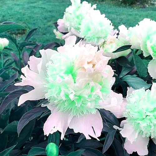 Seltene, Mysteriöse magische Glühbirne, Winterhart pflanzen, Lebende Pflanzen, Mehrjährige Blumenzwiebel ist winterhart,Exotisch, Blumenzwiebel Mix-1 Pfingstrosen Pflanzen