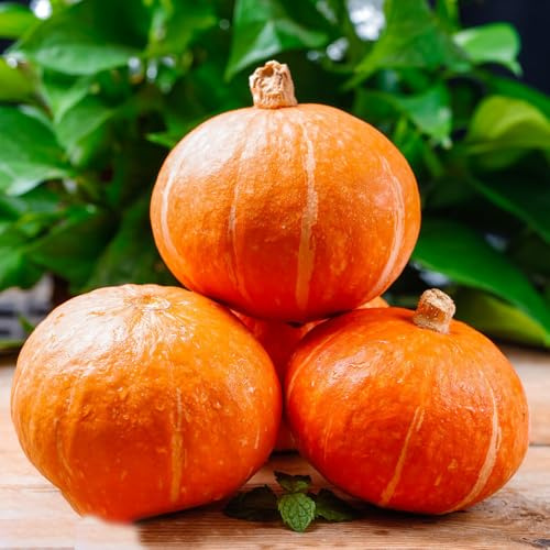 semillas de calabaza orgánicas, exótico jardín ornamentales frescas exóticas Regalos 50pcs