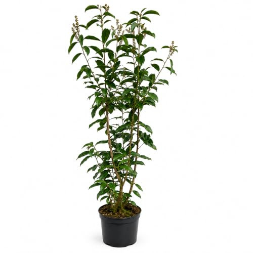 15 x Kirschlorbeer Elly 120–150 cm als Topfware | Immergrüne Heckenpflanze schmal & schnellwachsend | winterhart | Sichtschutz Lorbeerkirsche sofort pflanzbar