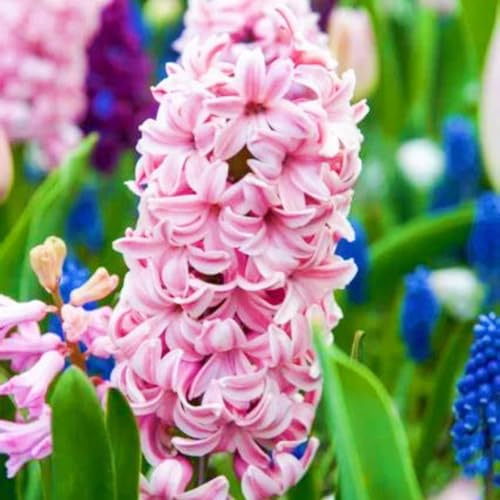 Gartendekoration Seltene Hyazinthen Winterharte mehrjährige Einfache Wartung -6zwiebeln-b