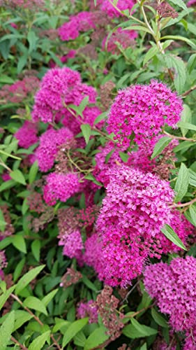 Spiraea japonica 'Anthony Waterer' / Spirée japonaise naine rose/Conteneur de 3 à 4 litres