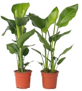 Plant in a Box - Strelitzia Nicolai - Weißer Paradiesvogelblume - 2er Set - Zimmerpflanzen - Topf 17cm - Höhe 55-70cm