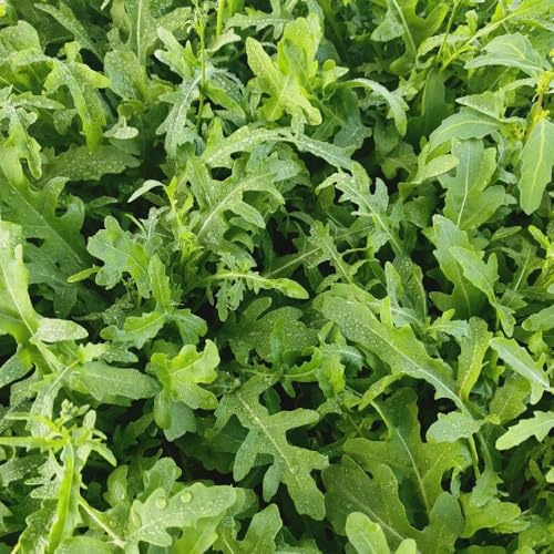 Semillas de rúcula, semillas de invierno Eruca Vesicaria - jardín de Comprar de invierno 500pcs