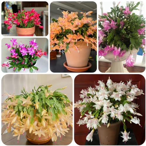 Cactus de Navidad trepadoras orgánicas,s de interior decoracioneses raras suculentas balcón mini jardín rocalla Mini suculentas en camas 130semillas