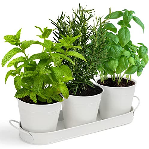 BELLE VOUS Pack de 3 Macetas Decorativas para Hierbas con Bandeja - Tiestos para Plantas, Flores, Suculentas y Cactus - Maceteros Decorativos Metal Blanco Interior/Exterior - para Decorar Cocina
