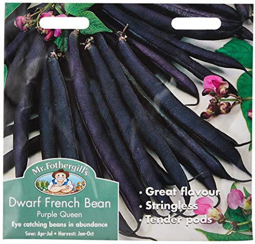 Mr Fothergill's Dwarf French Bean Purple Queen
