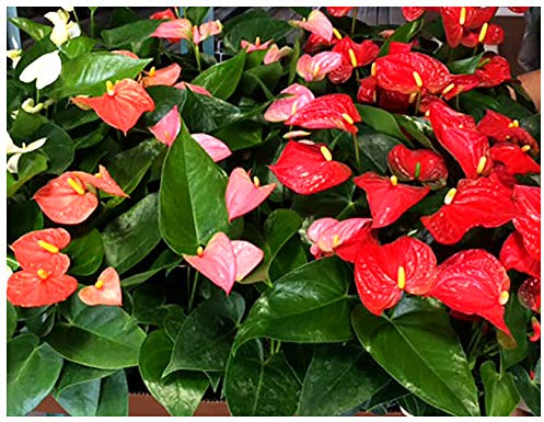Exotica Tropicals Professional Nursery Grade Anthurium Fertilizer 4 LB 6 Month Slow Release Flamingo Flower Plant Food