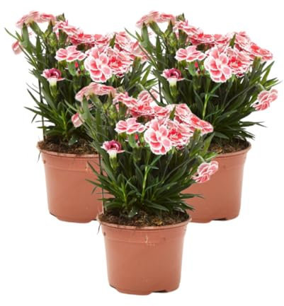 Verdecora Clavelina | Clavel chino | Planta natural de exterior con flor en maceta de Ø11cm (3)