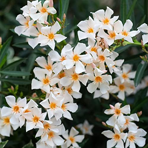 semillas de adelfa - resistentes lugares soleados variedades antiguas exótico con resistentes de semillas del jardín 15pcs