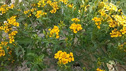 Tagetes Lemmonii (di Lemmon Marigold) nana gialla 300 Seeds