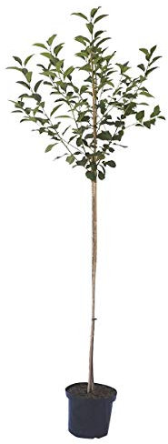 Sauerkirschbaum Schattenmorelle saure Kirsche Halbstamm 150-170 cm 10 Liter Topf Unterlage F12/1